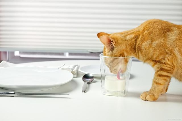 能要吗？这样救安全省心不浪费不朽情缘网站S生肉让猫啃了还(图2)