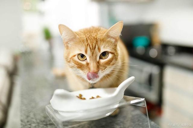 能要吗？这样救安全省心不浪费不朽情缘网站S生肉让猫啃了还(图4)