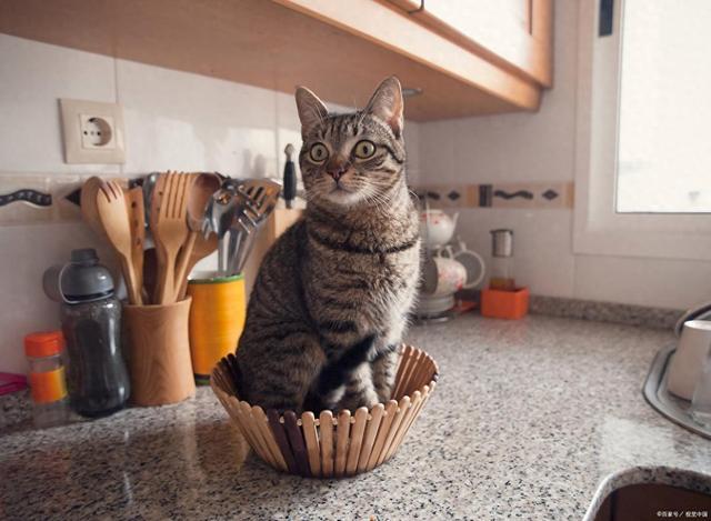 能要吗？这样救安全省心不浪费不朽情缘网站S生肉让猫啃了还(图3)